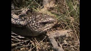 [Wallace Clarke Home Movies: Reel 23] thumbnail image.