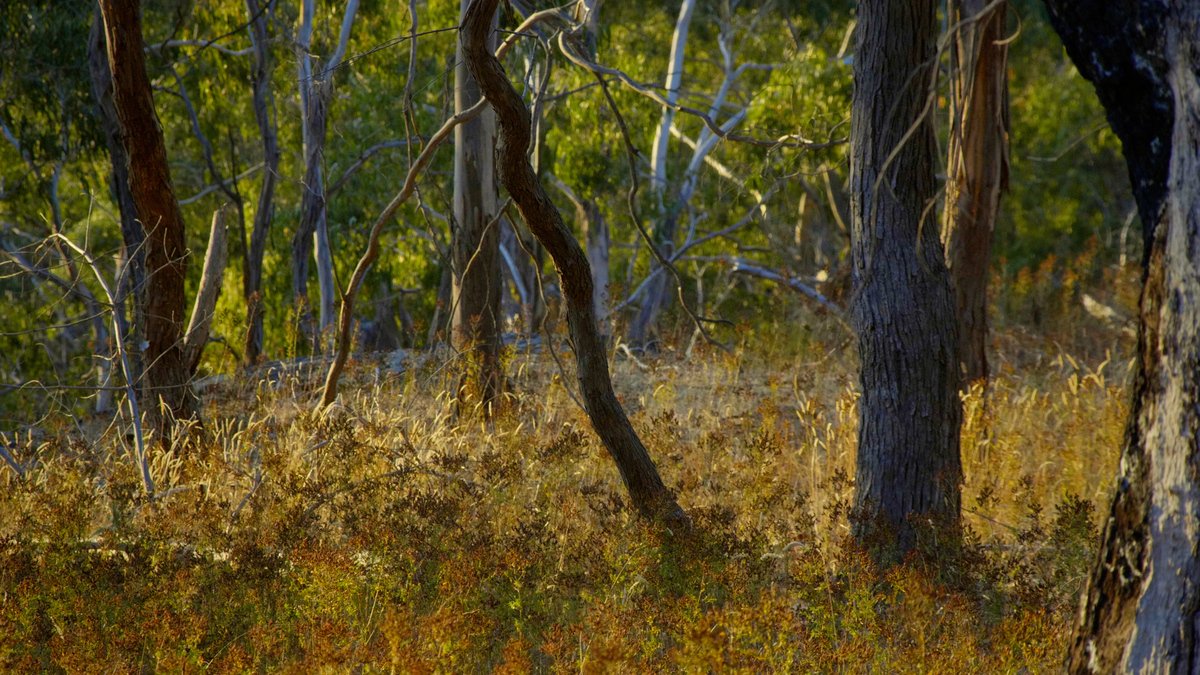 A close up and poignant view of gum trees in the australian bush