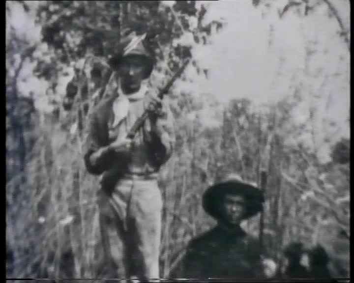 A still image from Koalas: Out on a Limb