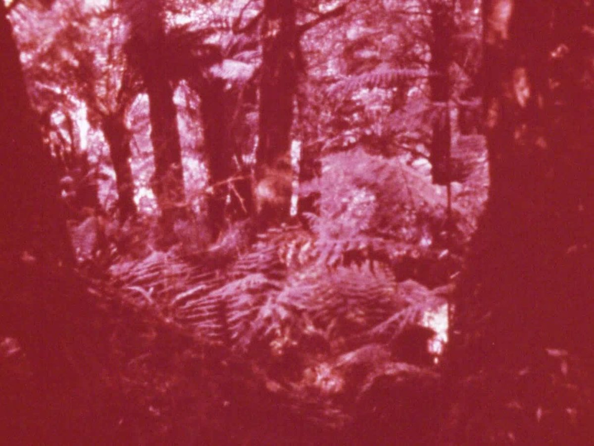 A still image from Infant development in the kibbutz (TEFC)