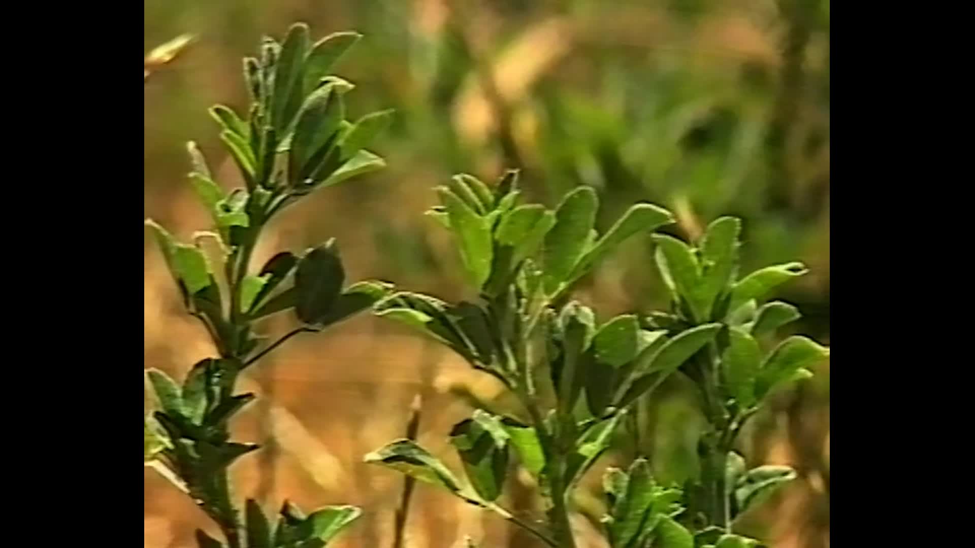 Assault on the Land thumbnail image.