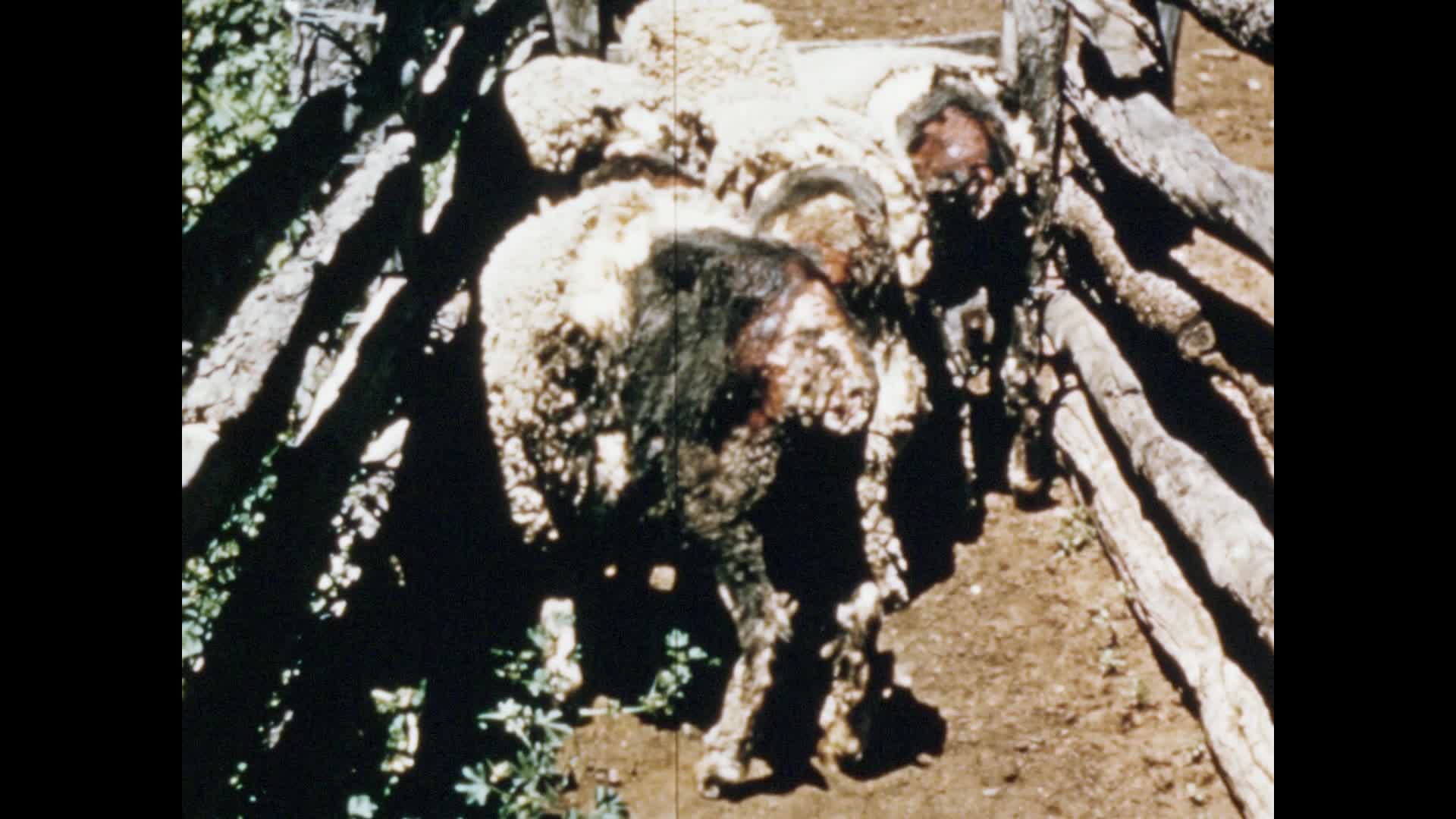 The Blowfly menace thumbnail image.